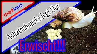 Achatschnecke legt Eier I metimö I MenschenTiereMöglichkeiten [upl. by Lucina289]