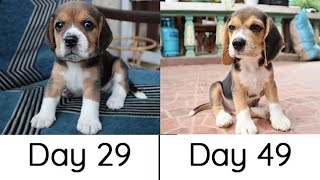 Beagle Puppies Growing up Part 2  4 weeks to 8 weeks [upl. by Neliac]