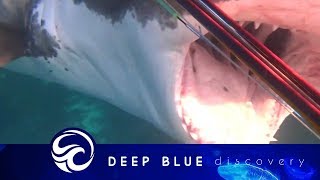 Diver fights off great white shark narrowly escaping with ripped flipper [upl. by Yemane]