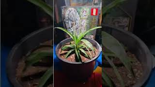 Ananas Comosus Pineapple plant Timelapse [upl. by Uttica]