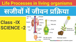 Science 2life process in living organismसजीवों में जीवन प्रक्रियाएँ Exercise [upl. by Suiremed]