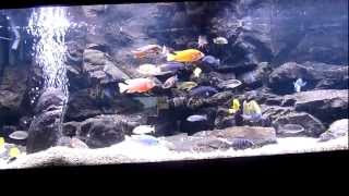 Malawi Cichlid tank 600 litre [upl. by Lanette926]