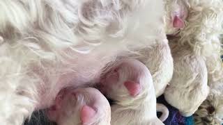 Bichon Frise Puppies feeding 2016 [upl. by Yenahteb340]