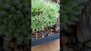 Haworthia arachnoidea recovery progress  how it started 122021 vs how its going [upl. by Tamma]