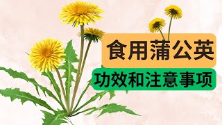 蒲公英神奇功效：自然解毒与消化健康全攻略 [upl. by Dulcine]