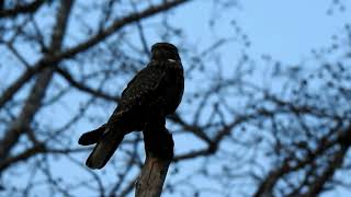 Savanna Nightjar Caprimulgus affinis Calling [upl. by Krefetz]