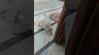 puppies are fighting again😀shorts ytshorts trending viralshort [upl. by Bulley829]