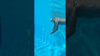 Swimming Experts Agree This Technique is BETTER for Freestyle [upl. by Willett855]