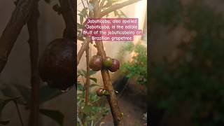 Jabuticaba also spelled Jaboticaba tree grape grape flower fruit garden gardening [upl. by Nedry]