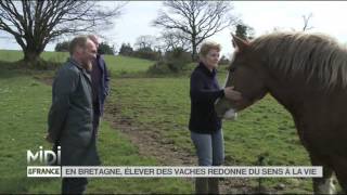 FEUILLETON  En Bretagne élever des vaches redonne du sens à la vie [upl. by Hainahpez]