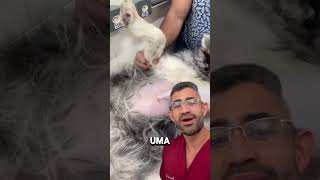 Relato de caso da residência veterinária 15 [upl. by Elahcar]