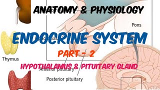 Endocrine system  Anatomy amp Physiology  Part  2  in Hindi [upl. by Sherye]