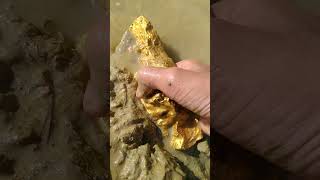 Adventure searching for gold in the river goldhunter golddiscovery [upl. by Venita]