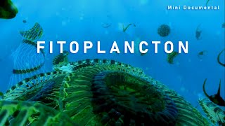 El Fitoplancton  Mini Documental [upl. by Ellenrahs]