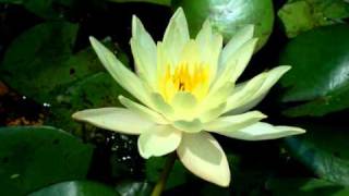 Repotting Water Lilies Revive Dying Water Lily By Replanting [upl. by Ahtelat]