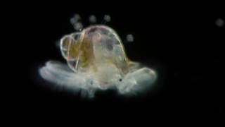 Veliger  planktonic larva of many kinds of molluscs [upl. by Jsandye]