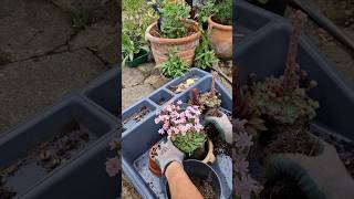 Planting Lewisia [upl. by Sellma]