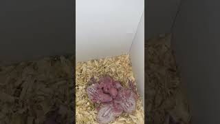 Hagoromo baby budgies in the nest box [upl. by Eirtemed618]