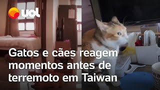 Taiwan Gatos e cães reagem ao terremoto momentos antes do tremor começar veja vídeos [upl. by Arretal]