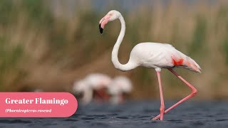 Greater Flamingo  Birding Frames  Wildlife Photography [upl. by Sully]