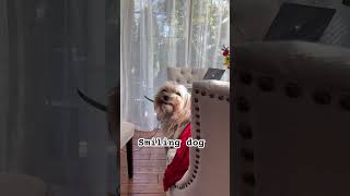 Smiling dog meme funnydogvideos cutedog smilingdog smilinggirl morkie [upl. by Eiznil]