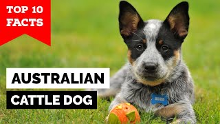 Australian Cattle Dog  Top 10 Facts [upl. by Lovel]