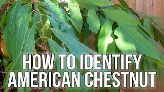 HOW TO IDENTIFY AMERICAN CHESTNUT  Castanea dentata [upl. by Lertnek]