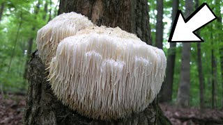 MOST WEIRD TYPES OF FUNGUS [upl. by Krystyna501]