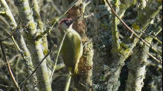 Green Woodpecker call [upl. by Nemrac]