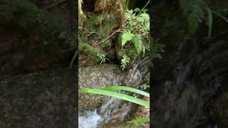 Reduce Stress With Babbling Brook Sounds naturesounds for sleeping  Full 10 Hour video [upl. by Nilats]