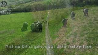 Meet our Belted galloways [upl. by Venetia589]