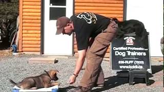 AMAZING PUPPY TRAINING German Shepherd quotCitoquot 8 Weeks Old [upl. by Ballinger]