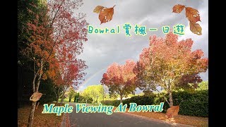 Bowral賞楓一日遊Maple Viewing At Bowral [upl. by Esidnac663]