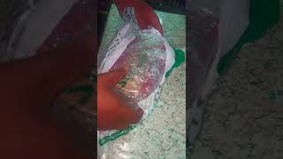 unboxing my quality betta fish from misamis [upl. by Imerej]