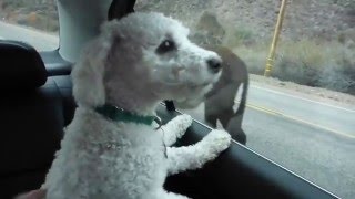 Bichon Frise Dogs barking at Burros Oatman Arizona Route 66 United States of America [upl. by Yggam]