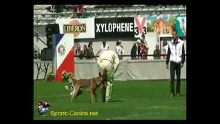 Gavroche du Banc des Hermelles  Jimmy Calvez  Brive 2014 [upl. by Aicnelev]