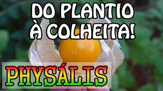 Como cultivar Physalis do plantio à colheita [upl. by Quintin393]