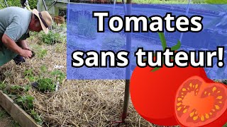 🍅 Comment planter et récolter des tomates sans tuteur  Découvrez notre méthode [upl. by Acey50]