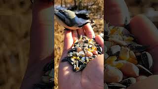 Birds Eat from My Hand Magical Moments [upl. by Nedak]