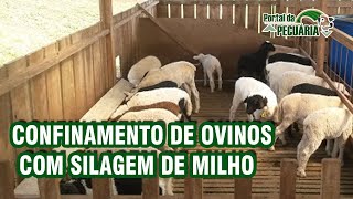 Confinamento de ovinos com silagem de milho [upl. by Aehsila388]