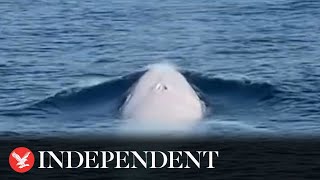 Extremely rare white whale filmed off Thailand coast [upl. by Peddada278]