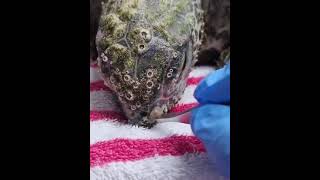 Barnacles remove  Turtles rescue shorts [upl. by Raouf]