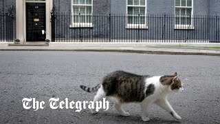 Larry the cat chases off fox outside No 10 downing street [upl. by Bilbe286]