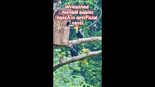 Wreathed hornbills successfully breed in manmade nest boxes [upl. by Hilel]