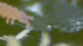 Extreme Close Up Of Springtails 🔍  Macro Videography  Panasonic  Raynox DCR250  Macro Shots [upl. by Nikkie]