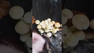 Ciuperci  Bureți de buturugă Hypholoma capnoides [upl. by Fishback]