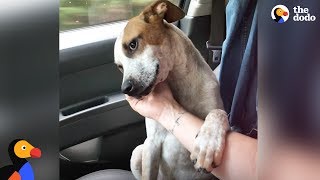 Puppy Thanks Woman Who Rescued Him by Comforting Her  The Dodo [upl. by Eceinhoj903]