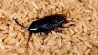 COCKROACH IN RICE [upl. by Yortal430]