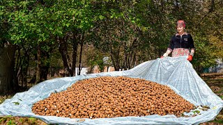 Harvest Walnuts in the village  Delicious traditional dessert recipes with fresh walnuts [upl. by Guttery]