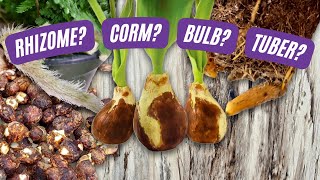 Rhizomes Corms Tubers and Bulbs Oh My  Learn the Difference  Plant Nerd Series Episode 2 [upl. by Ened]